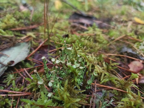 Bronzed Pixie Lichen