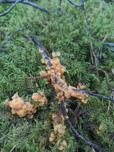 Lignydium muscorum