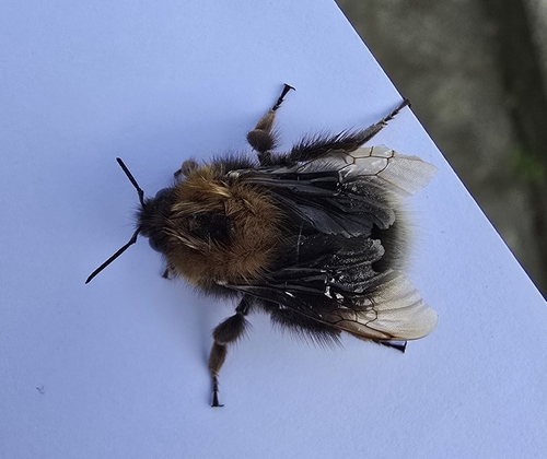 Tree Bumble Bee