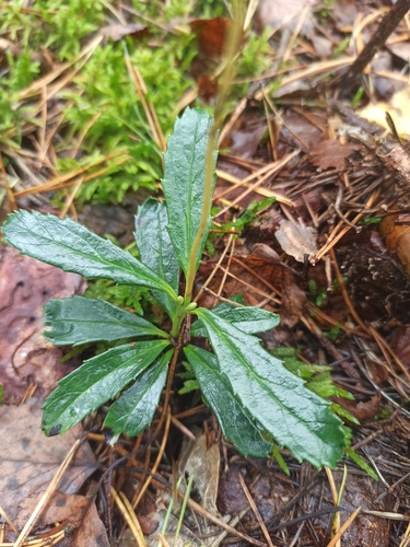 pipsissewa