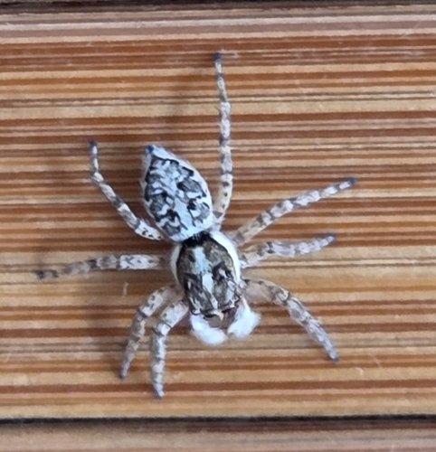 Half-edged Wall Jumping Spider