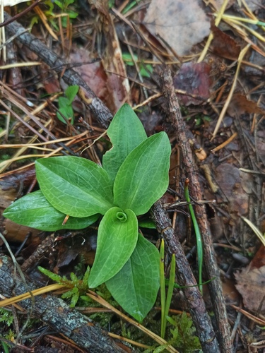 lesser rattlesnake plantain