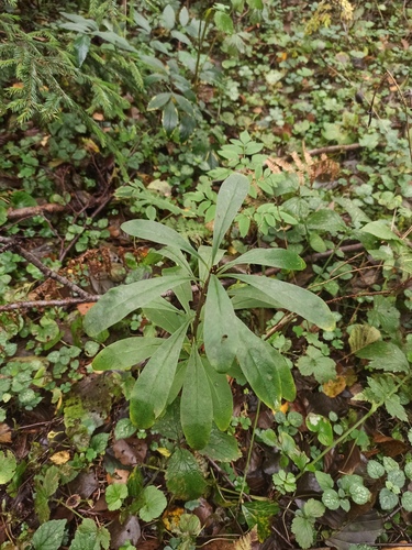 Mezereon