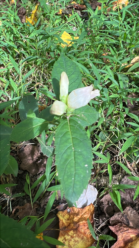 white turtlehead