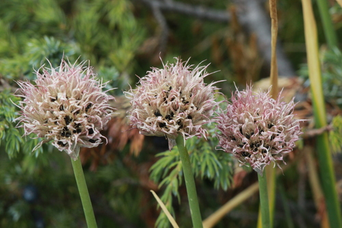 Chives
