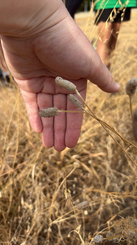 upright prairie coneflower