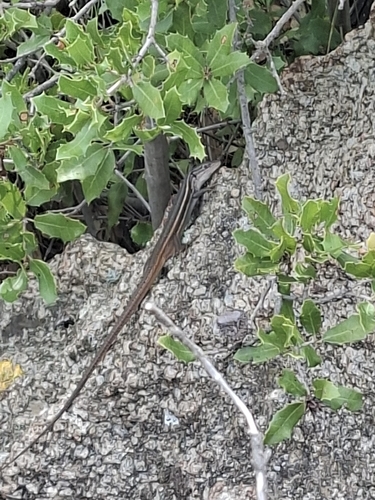 Large Psammodromus