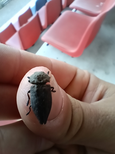 Capnodis tenebricosa