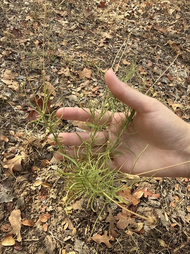 Bitterweed
