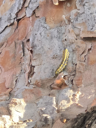 Introduced Pine Sawfly