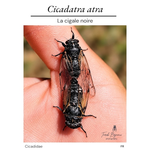 Black Sorrow Cicada