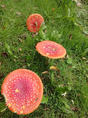 Fly Agaric