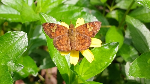 Fulvous Pied Flat