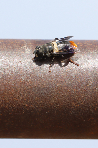 Orangebum Hover Fly