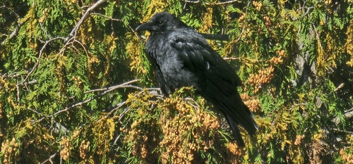 Common Raven