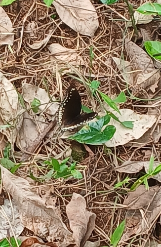 Great Eggfly