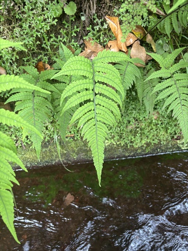 Japanese lady fern
