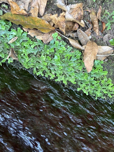 Great Scented Liverwort