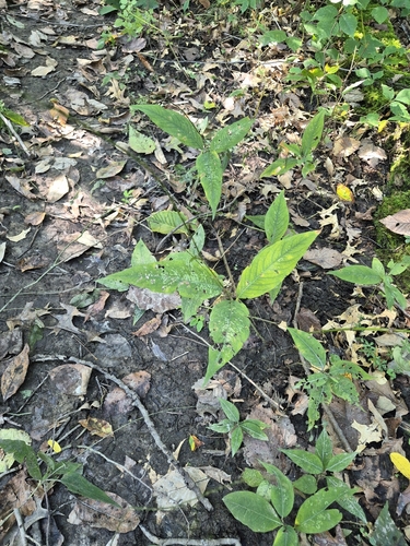 American jumpseed