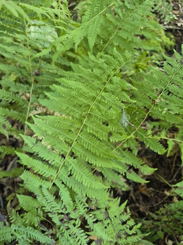 New York fern