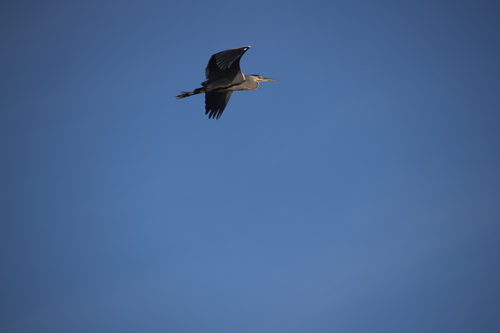 Grey Heron