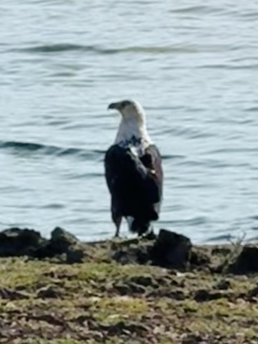 African Fish-Eagle
