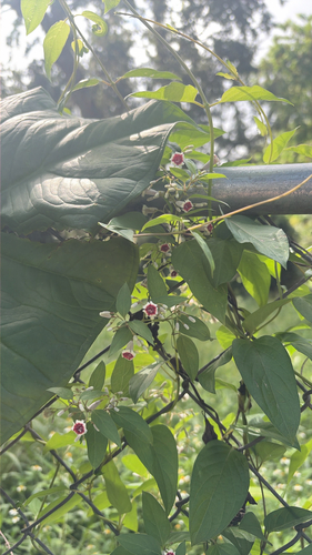 skunk vine