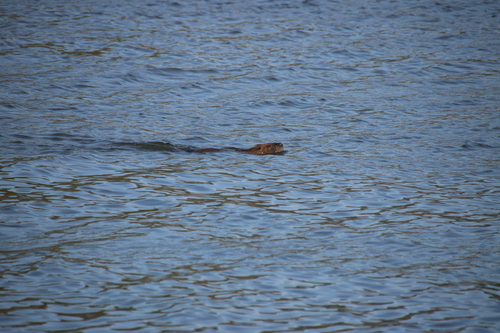 Coypu