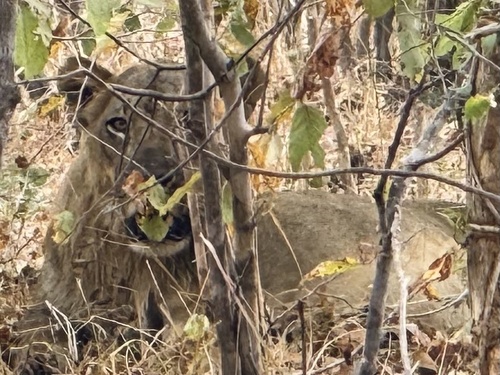 Southern Lion