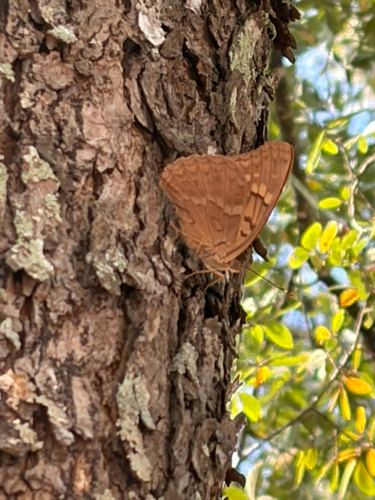 Tawny Emperor
