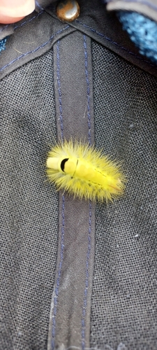 Pale Tussock Moth