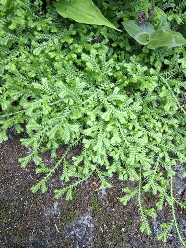 Krauss's clubmoss