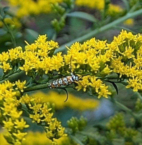 Ailanthus Webworm Moth