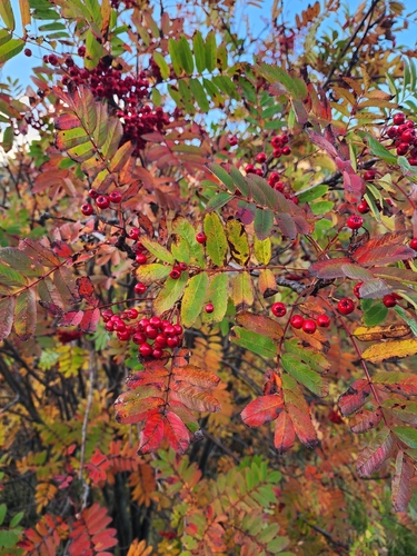 European mountain ash
