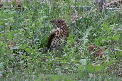 Song Thrush