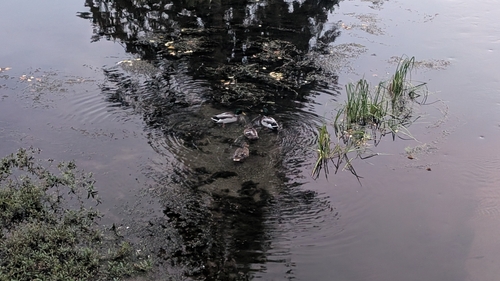 Mallard