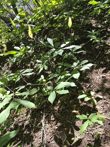 common pawpaw