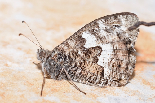 Grayling