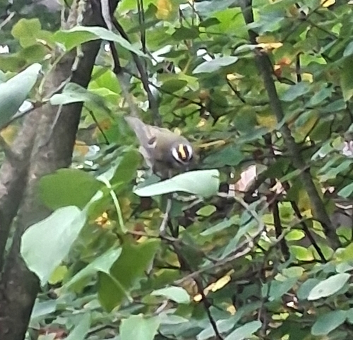 Golden-crowned Kinglet