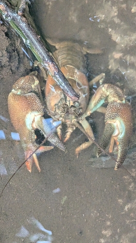 Signal Crayfish