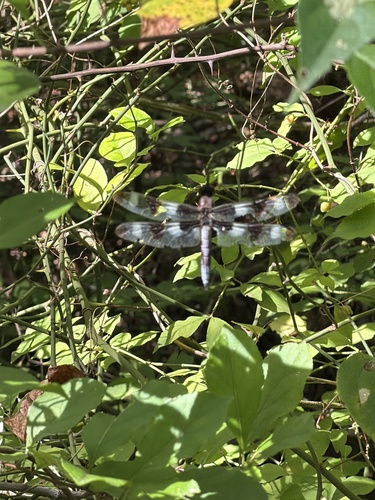 Twelve-spotted Skimmer