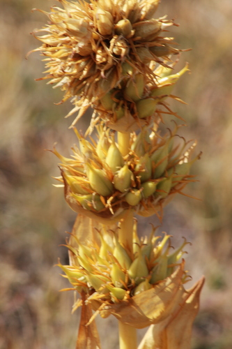 Great Yellow Gentian