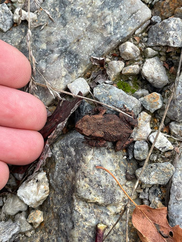 European Toad