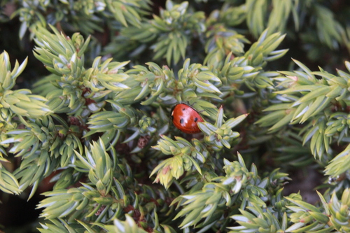 Seven-spotted Lady Beetle