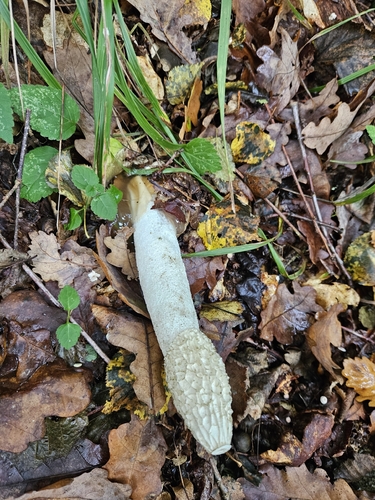 common stinkhorn