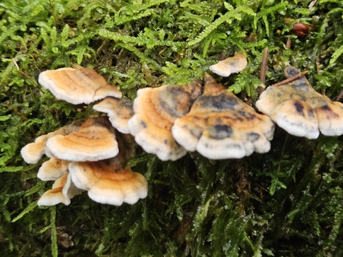 crimped gill