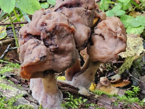Saddle-shaped False Morel