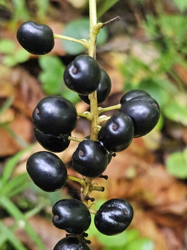 Eurasian baneberry