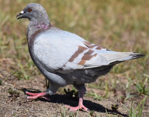 Feral Pigeon