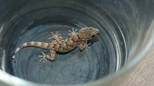 Moorish Gecko
